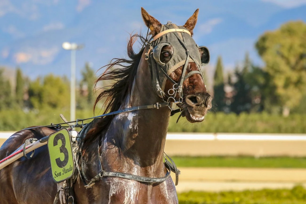 MyRacehorse appoints ex-Betfair racing head as marketing director